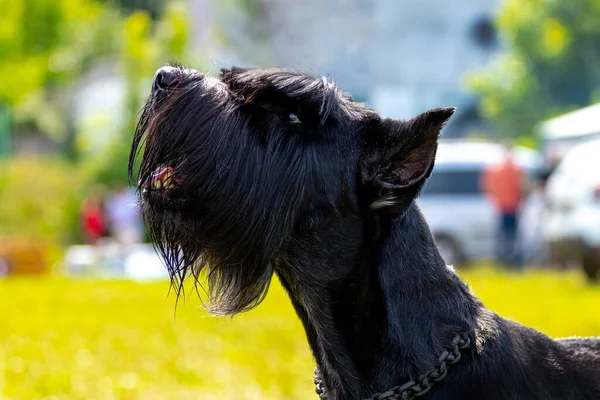 Portret Czarnego Włochatego Psa Rasy Gigant Sznaucer Riesenschnauzer Pies Patrzy — Zdjęcie stockowe