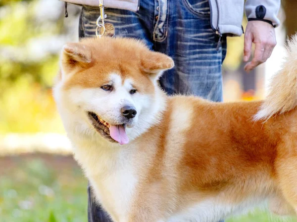 Hondenras Shiba Inu Het Park Vlakbij Zijn Meester Aan Lijn — Stockfoto
