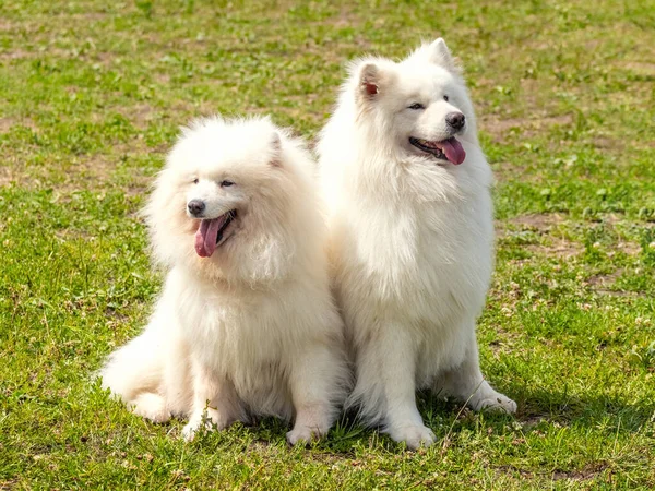 Dwa Białe Owłosione Psy Siedzące Parku Trawie — Zdjęcie stockowe