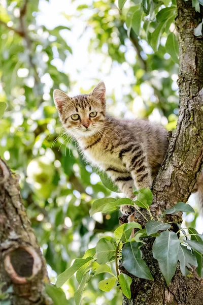 줄무늬 고양이가 나무에 — 스톡 사진