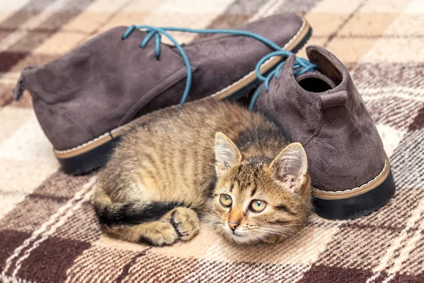 Gatinho Bonito Está Deitado Perto Sapatos — Fotografia de Stock