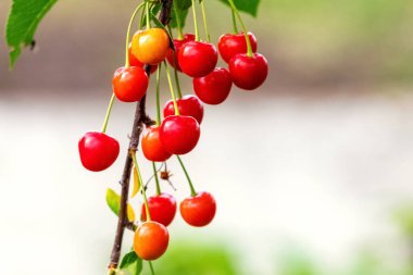 Olgun kırmızı kirazlar ağaçta yakın mesafede