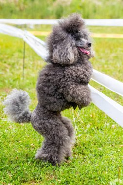 Gri tüylü kaniş parkta yürürken arka ayaklarının üzerinde duruyor, eğitimli köpek.