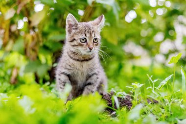 Bahçede yeşil çimlerin üzerinde oturan küçük çizgili kedi yavrusu
