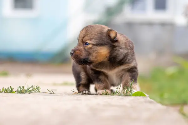 Evin Yakınındaki Sokakta Küçük Kahverengi Köpek Yavrusu — Stok fotoğraf