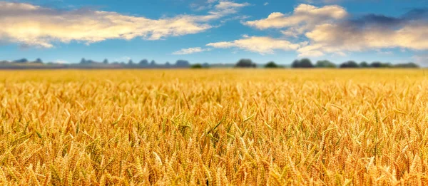 Paisaje Rural Con Campo Trigo Pintoresco Cielo Nublado — Foto de Stock