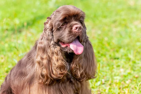 Grande Cane Marrone Razza Cocker Spaniel Vicino Uno Sfondo Erba — Foto Stock