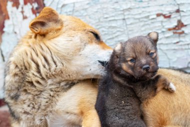 Yavru köpeğiyle kumsalda dinlenen bir köpek