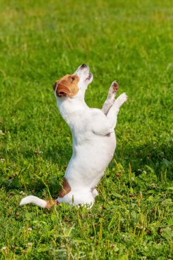 Küçük bir köpek cinsi papaz-russell teriyeri arka ayakları üzerinde duruyor. Yürüyüş sırasında parkta bir köpek