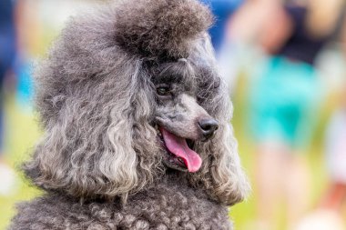 Gri tüylü kaniş, açık ağızlı ve dostane bakışlı, komik bir köpeğin portresi.