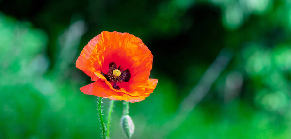 Red poppy in a field on a dark green background