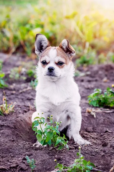 Pequeño Perro Pekinés Con Una Mirada Cercana Jardín Sobre Fondo — Foto de Stock