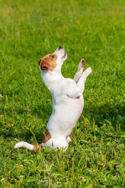 Küçük bir köpek cinsi papaz-russell teriyeri arka ayakları üzerinde duruyor. Yürüyüş sırasında parkta bir köpek