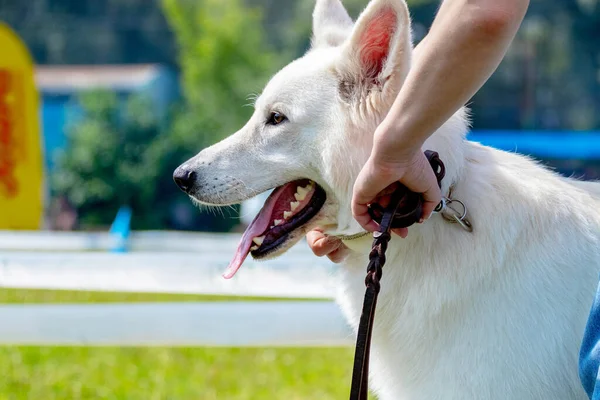 Perro Pastor Suizo Blanco Cerca Amante Durante Paseo Por Parque —  Fotos de Stock