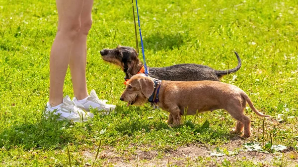 Dos Perros Reproducen Dachshund Peludo Con Amante Mientras Pasea Por — Foto de Stock