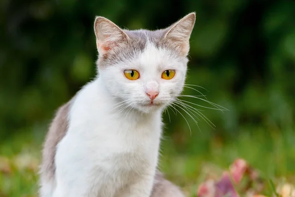 White Spotted Cat Garden Dark Blurred Background — 스톡 사진