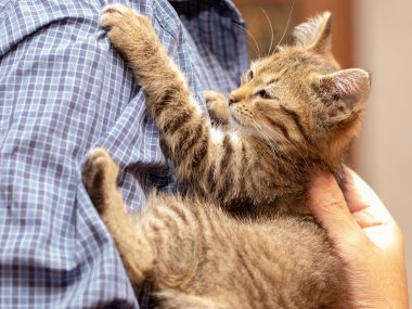 Bir adamın kollarında gözleri kapalı küçük kahverengi bir kedi yavrusu. Bir adam kucağında bir kedi yavrusu tutuyor.