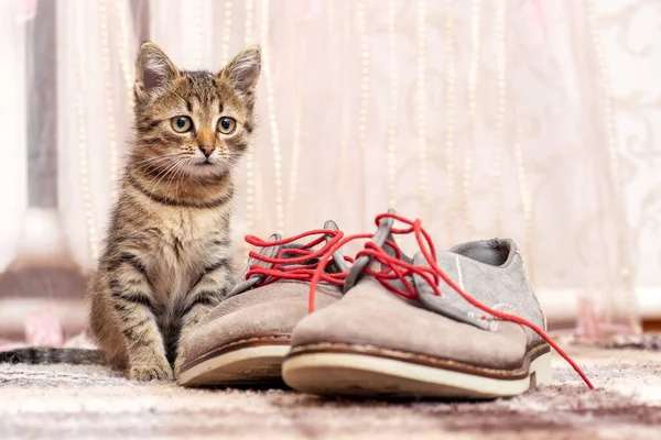 Small Striped Kitten Room Shoes — стоковое фото