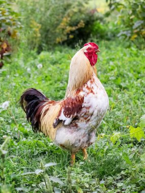 Renkli benekli horoz çiftlikteki bahçede