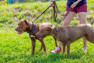 İki köpek, parkta bir metresle birlikte Amerikan pitbulunu yetiştiriyor. Kadın tasmalı iki köpek tutuyor ve zar zor tutuyor.