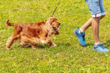 Köpek yetiştiricisi Amerikan cocker spaniel parkta sahibini takip eder.