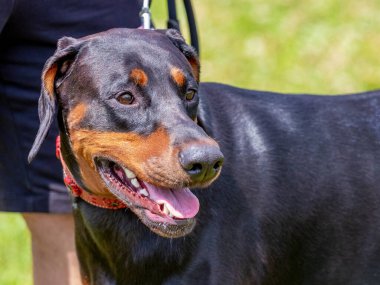 Kara köpek, metresinin yanında tasmalı bir Doberman yetiştiriyor.