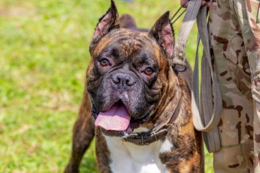Ustasının yanında tasmalı minyatür bulldog.