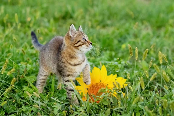 해바라기 정원에 귀여운 줄무늬 고양이 — 스톡 사진