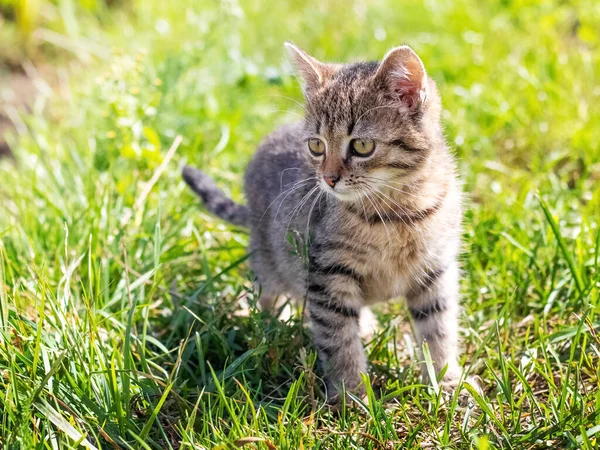 날씨에 정원에 줄무늬 고양이 — 스톡 사진