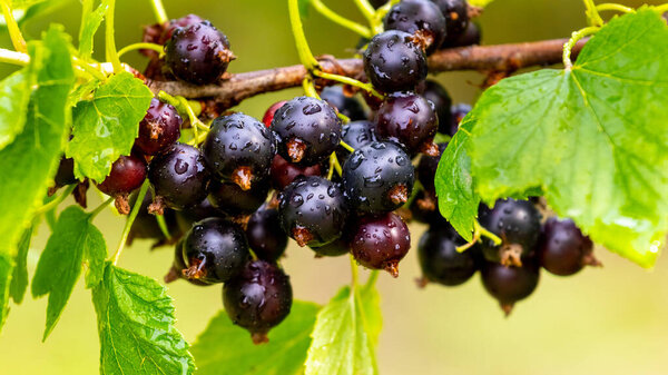 Black currant berries in the garden on the bush. Currant harvest. Growing currants