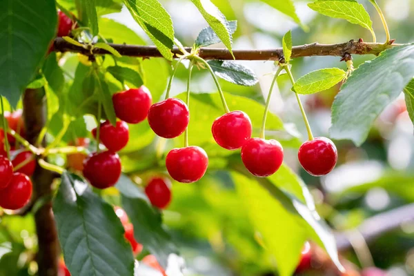 Rote Reife Kirschen Auf Einem Baum Aus Nächster Nähe — Stockfoto