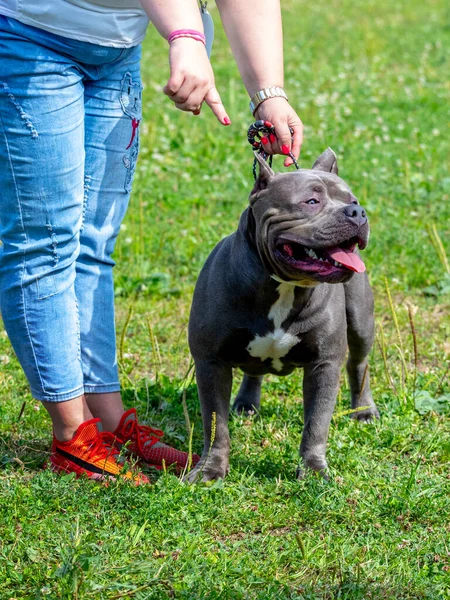 Svart Hund Grop Tjur Terrier Nära Sin Älskarinna Träning — Stockfoto