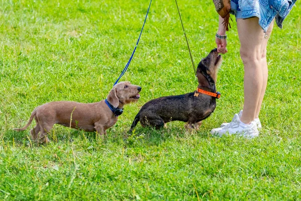 Dos Perros Raza Dachshund Cerca Amante Mujer Comer Perro — Foto de Stock