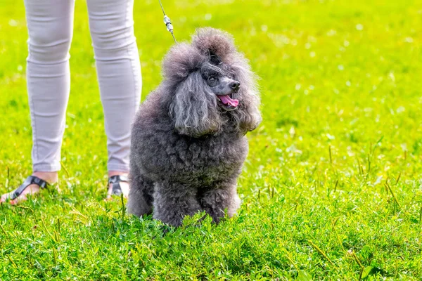 Grigio Barboncino Shaggy Nel Parco Mentre Cammina Vicino Alla Sua — Foto Stock