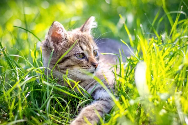 Small Striped Kitten Garden Lies Tall Grass Sunny Day — 스톡 사진