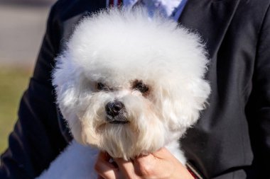 Küçük beyaz tüylü köpek yavrusu Bichon Frize metresinin kollarında.