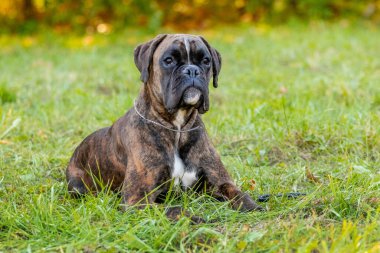 Büyük köpek yetiştiricisi Alman boksör çimlerin üzerindeki parkta yatıyor.