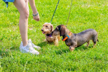 Parkta yürürken iki köpek sahibesiyle birlikte tüylü dachshund üretir.