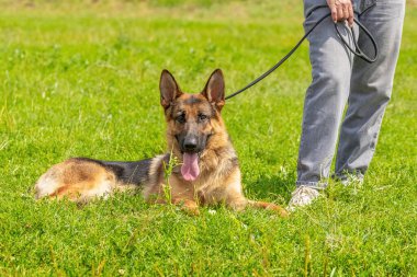 Güneşli bir havada parkta yürürken büyük, güzel bir çoban köpeği sahibinin ayağının dibinde çimlerin üzerinde oturur.