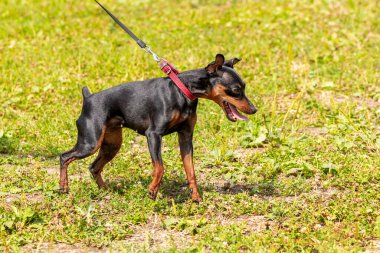 Siyah zincirsiz köpek ırkı Doberman parkta yürürken tasmalı.