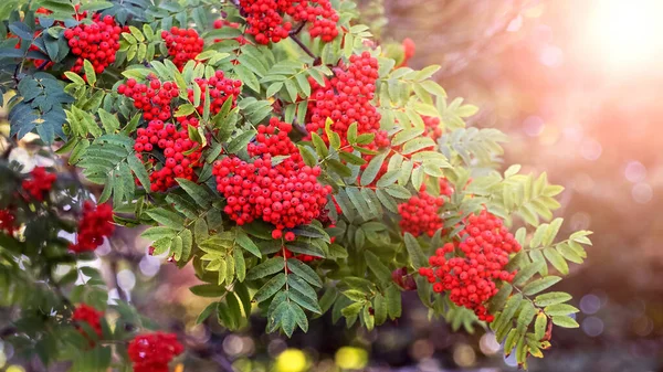 Rote Vogelbeeren Sommer Auf Einem Baum — Stockfoto