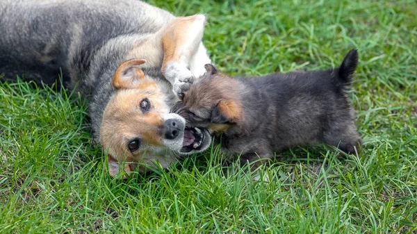 Cachorrinho Pequeno Está Brincando Lado Sua Mãe Jardim Grama — Fotografia de Stock