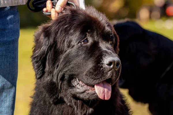 Velký Černý Pes Plemeno Newfoundland Zblízka Poblíž Svého Majitele — Stock fotografie