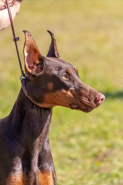 Kahverengi Doberman köpeği, açık kulaklı, güneşli havalarda arka planda bulanık kulaklı.