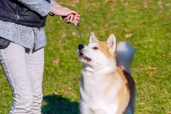 Akita Hund Parken Nära Sin Älskarinna — Stockfoto