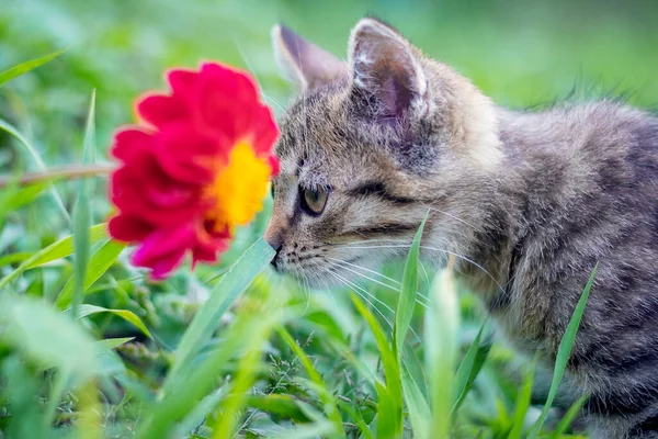Small Striped Cat Garden Sniffs Red Flower — 스톡 사진
