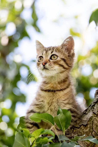 Small Striped Cat Inquisitive Look Tree — Fotografia de Stock