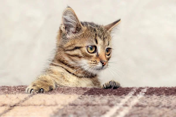 Cute Little Kitten Looks Out Table Kitten Inquisitive Look — Stok fotoğraf
