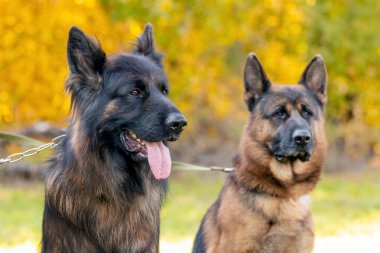 Sonbaharda parkta tasmalı iki Alman çoban köpeği bulanık bir arkaplanda.