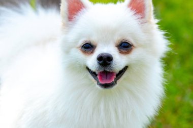 Beyaz tüylü köpek cins. Arka planda bulanık Spitz. Yakından, küçük şirin bir köpeğin portresi.